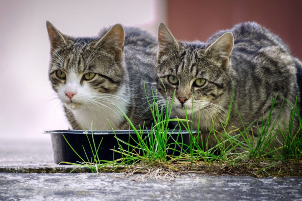 Versicherungsschutz bei Fütterung von streunenden Katzen